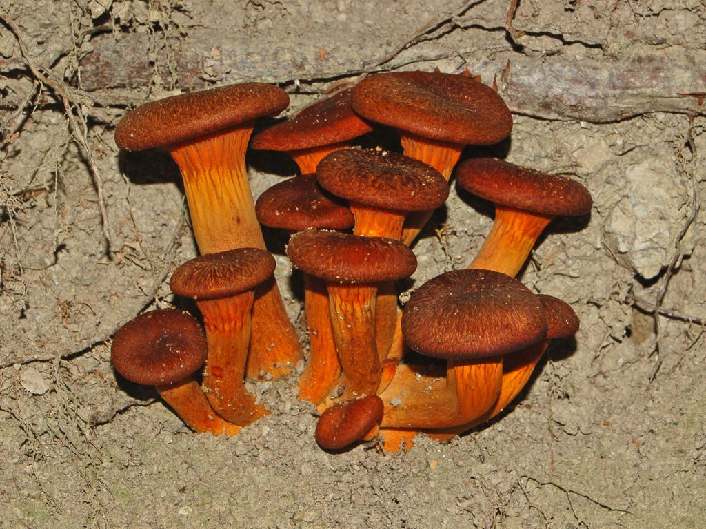 Un bel gruppo di funghetti (Omphalotus olearius)
